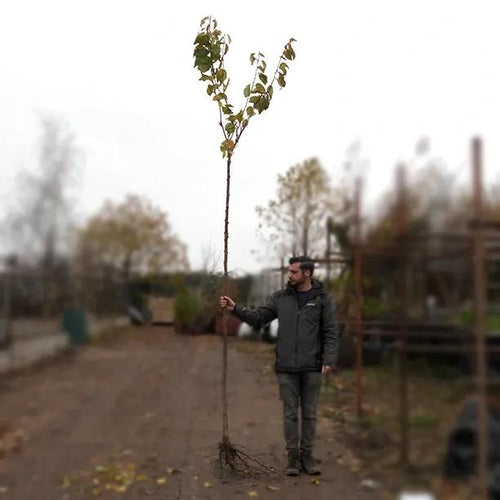 Kanzan Cherry Tree with Extra Long Trunk