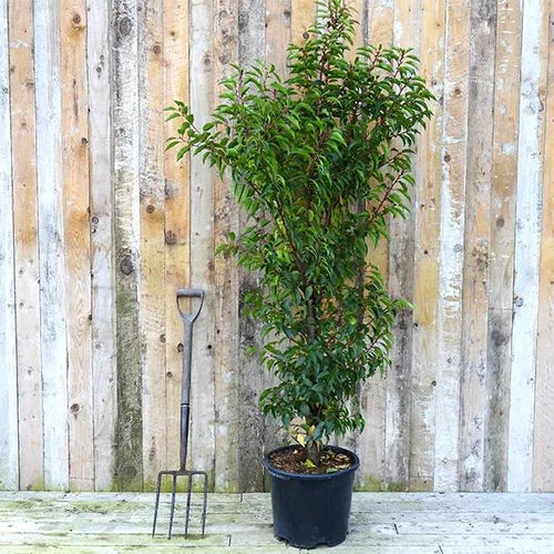 Portugal Laurel Large Hedge Plant 160-180cm tall in 20 litre pot