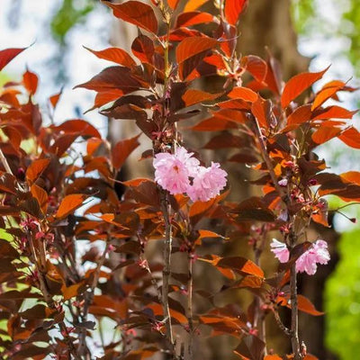 Royal Burgundy Cherry Tree Leaves and Flowers