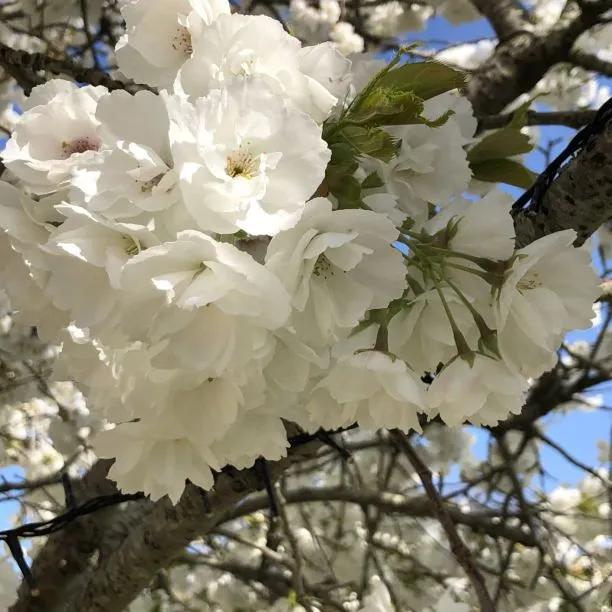 Shirotae cherry blossom  Flowers