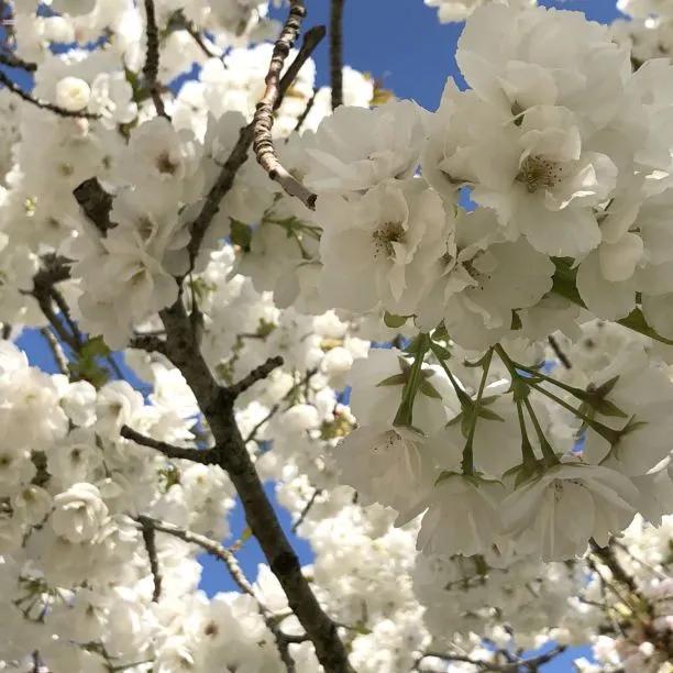 Shirotae cherry blossom  Flowers