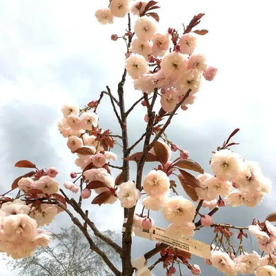 Mount Fuji Cherry Tree Flowers