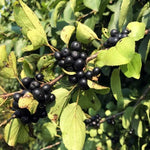 Purging Buckthorn berries