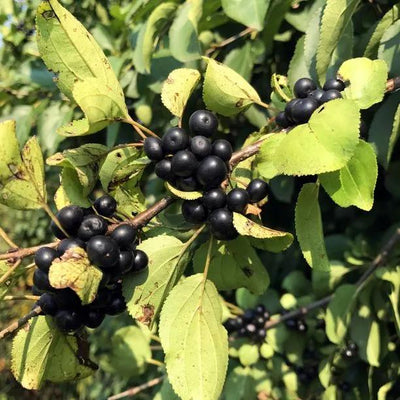 Purging Buckthorn berries
