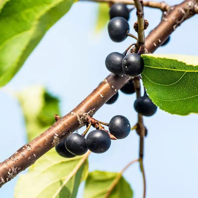 Purging Buckthorn berries