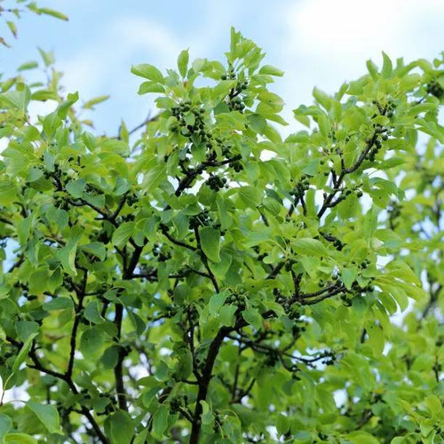 Purging Buckthorn Leaves