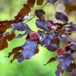Copper Beech tree leaves