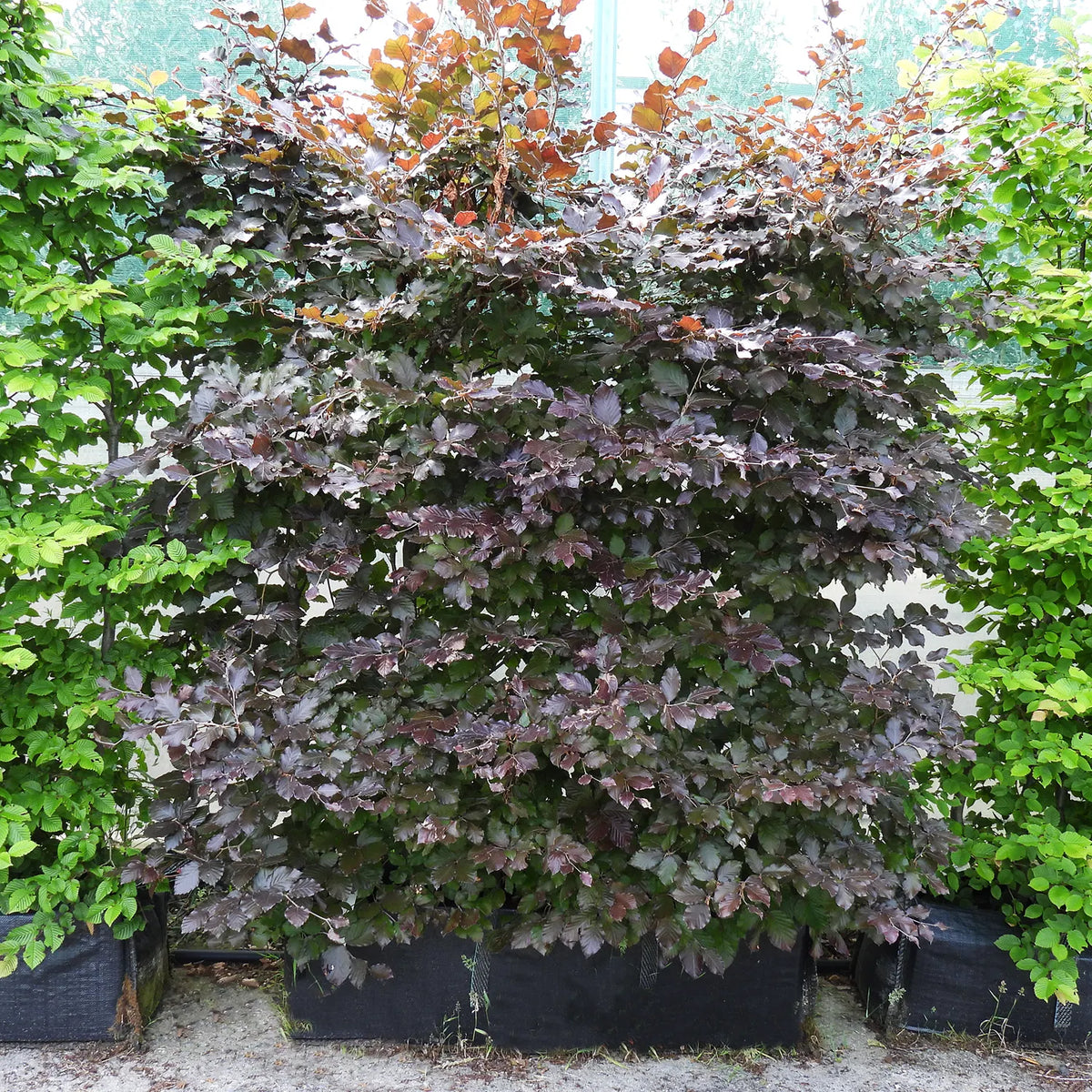 Mature purple beech hedging trough next to green beech hedging troughs