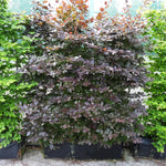 Mature purple beech hedging trough next to green beech hedging troughs