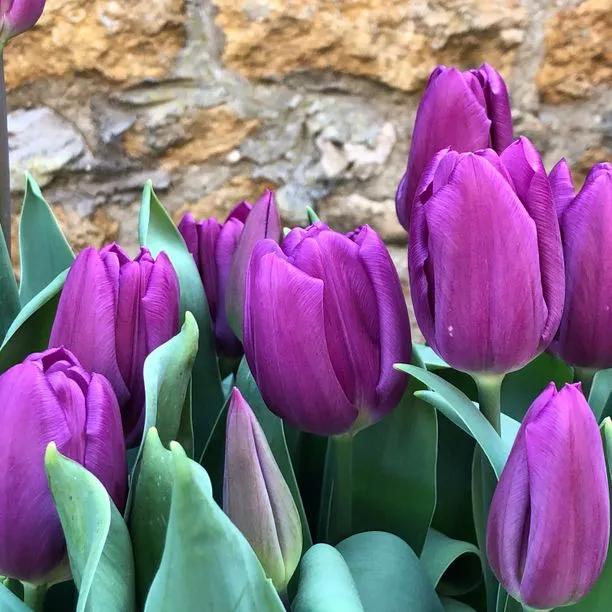 Purple Flag Tulip Flowers