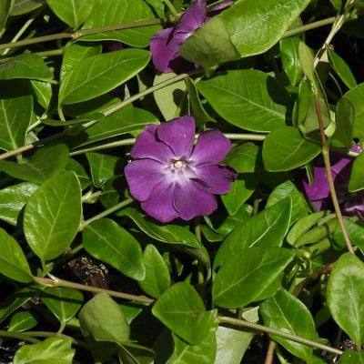Purple Periwinkle Flowers