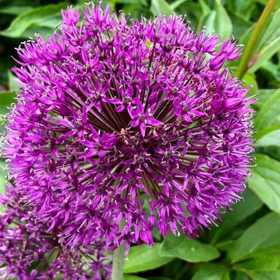 Purple Rain Allium Flowers