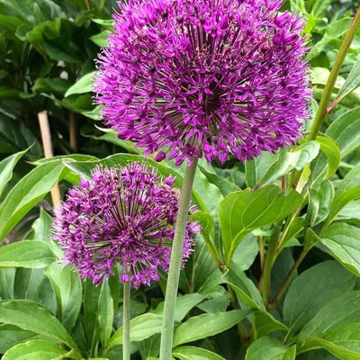 Purple Rain Allium Flowers