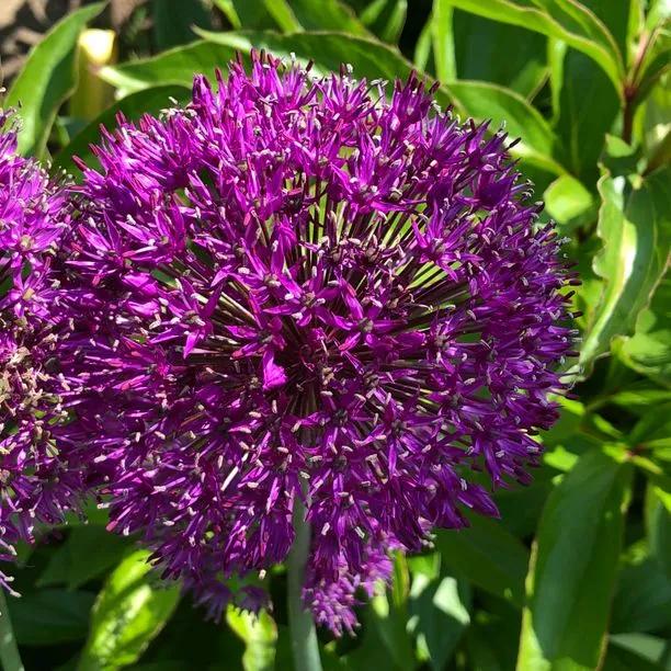 Purple Rain Allium Flowers