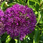 Purple Rain Allium Flowers