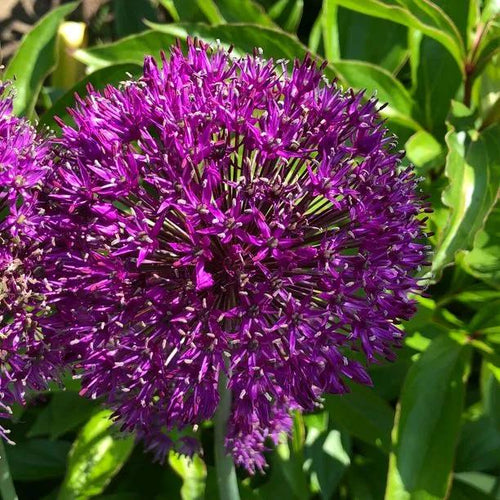 Purple Rain Allium Flowers
