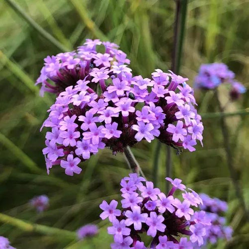 Purple Top Vervain Flowers