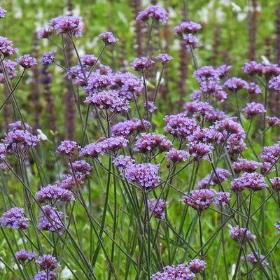 Purple Top Vervain Flowers