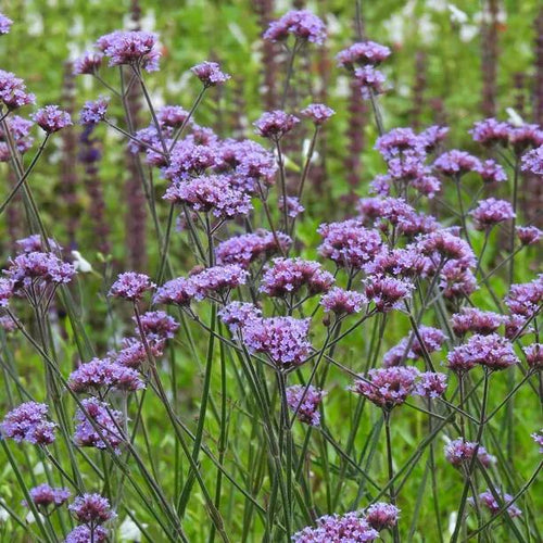 Purple Top Vervain Flowers