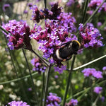 Purple Top Vervain Flowers