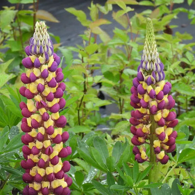 Two tall clusters of purple and yellow lupins in a garden setting.
