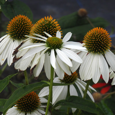 White coneflowers with orange-brown conical centers and green stems, photographed close up with blurred green leaves and dark background.