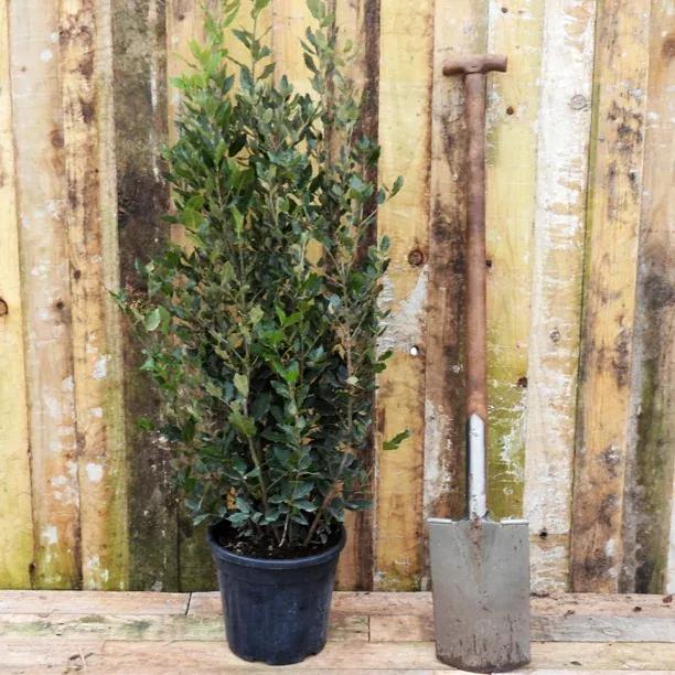 Quercus ilex Plant
