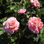 Pink rose blooms with green leaves in a garden setting.