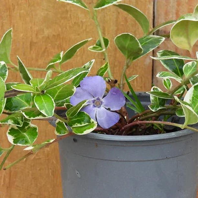 Vinca minor Ralph Shugert Flower