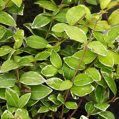 Vinca minor Ralph Shugert Leaves
