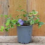 Vinca minor Ralph Shugert Plant in 9cm pot (P9)