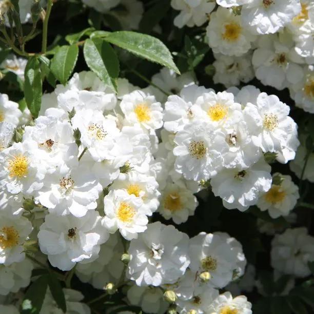 Rambling Rector Rose – Creamy White Scented Rambler AGM