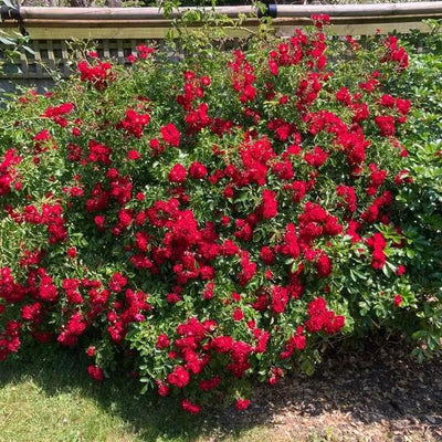 Rambling Rosie Rose Bush in Flower