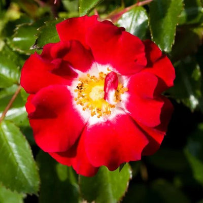 Rambling Rosie Rose Flowers