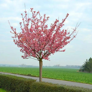 Mature Rancho Cherry Tree in Flower