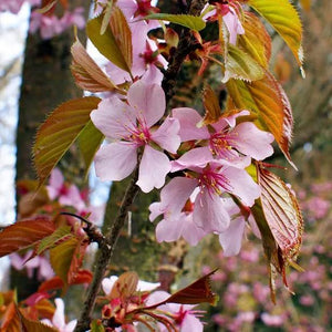 Rancho Cherry Tree Flowers