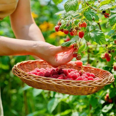 Raspberry Autumn Bliss Fruit on the Bush