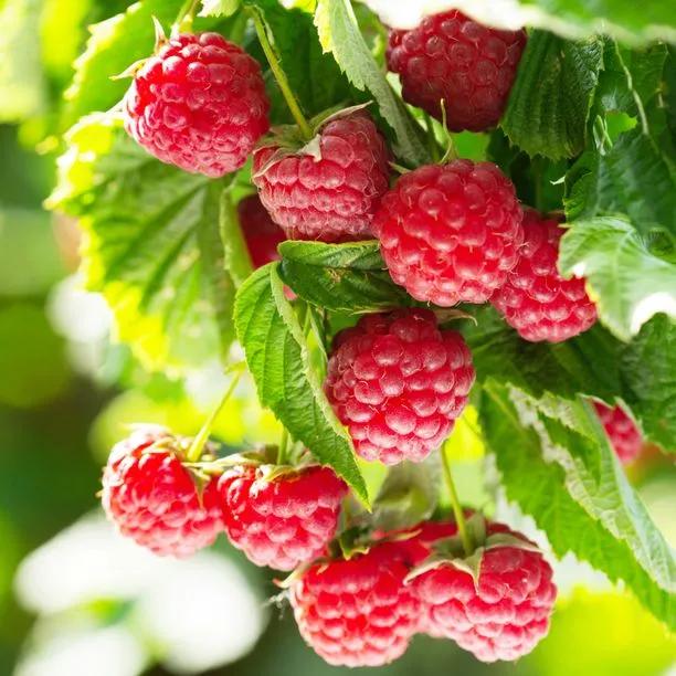 Raspberry Glen Ample Fruit on the Bush
