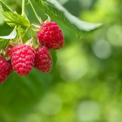 Raspberry Malling Jewel Fruit on the Bush