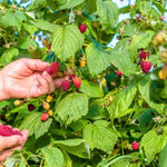 Raspberry Malling Jewel Fruit on the Bush