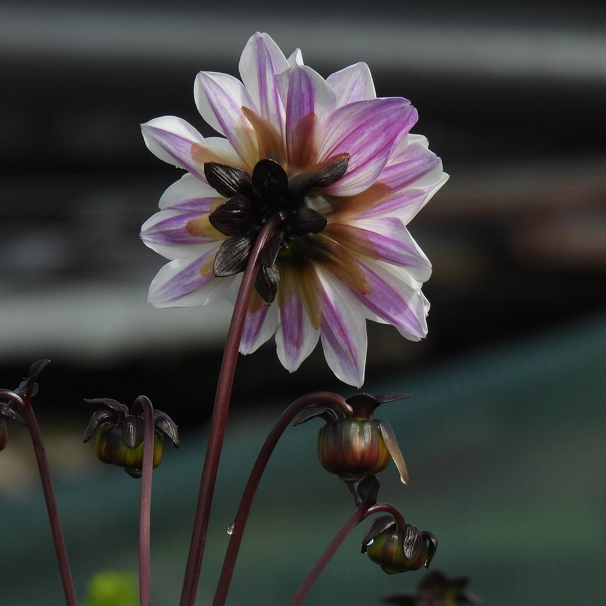 Back of Bishop of Leicester dahlia flower