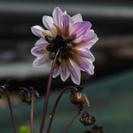 Back of Bishop of Leicester dahlia flower