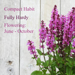 Purple flowers with text on a wooden background