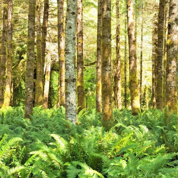 Red Alder forest with ferns