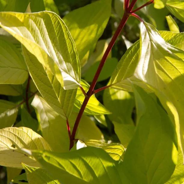 Red Barked White Dogwood Leaves