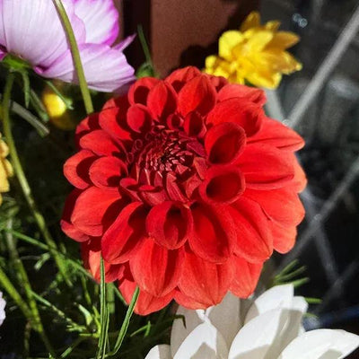 Red Cap Dahlia Flowers