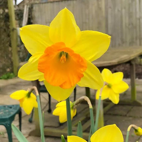 Red Devon Daffodil Flower