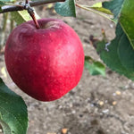 Red Falstaff Apples on the tree