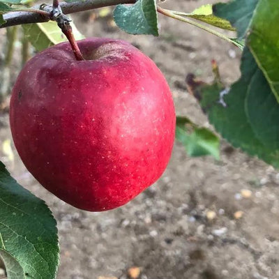 Red Falstaff Apples on the tree