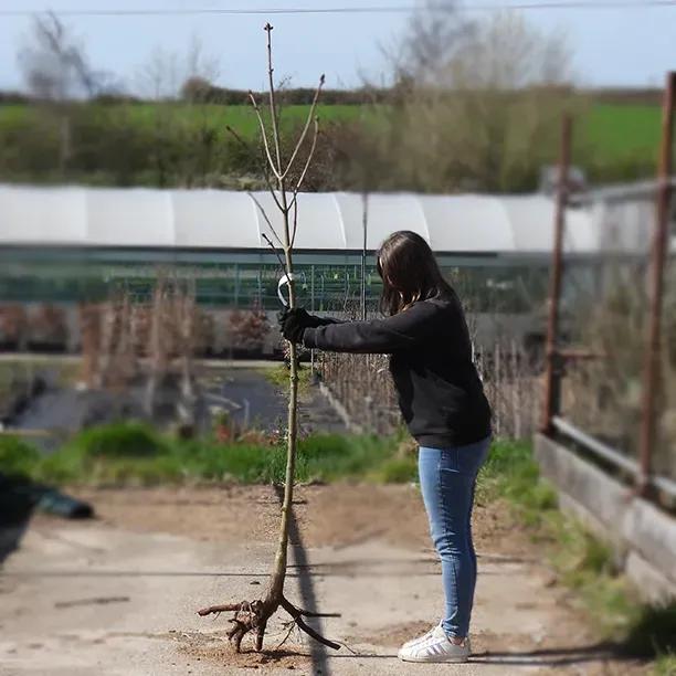 Bareroot Briottii Red Horse Chestnut 6cm to 8cm girth Standard Tree